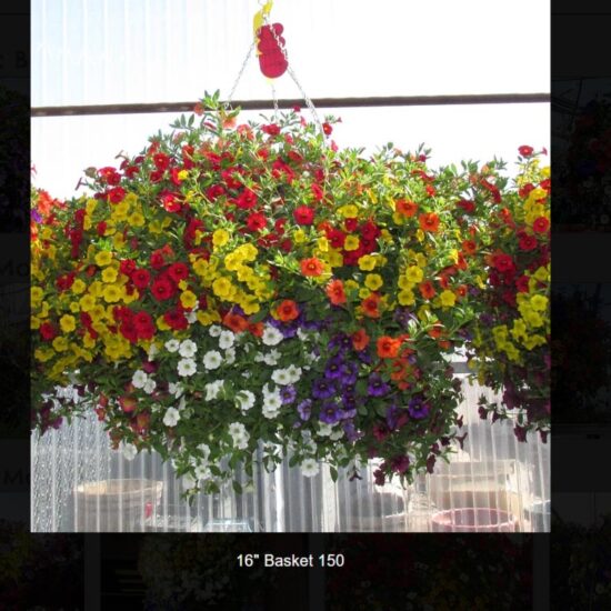 16 inch moss flower basket-150