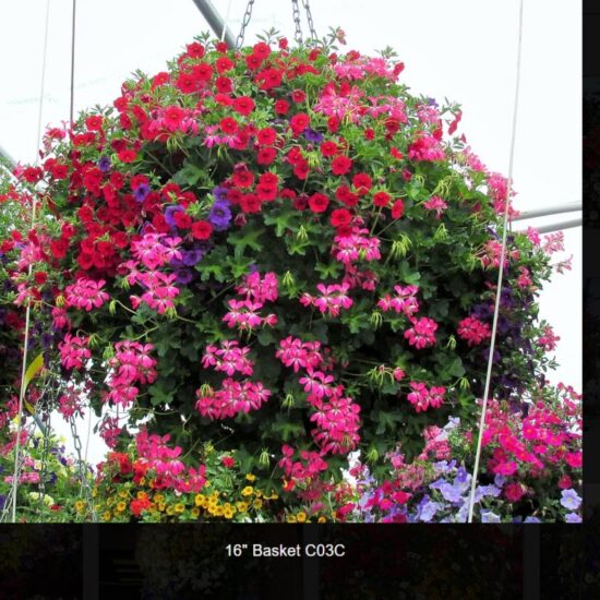 16 inch moss flower basket-c03c