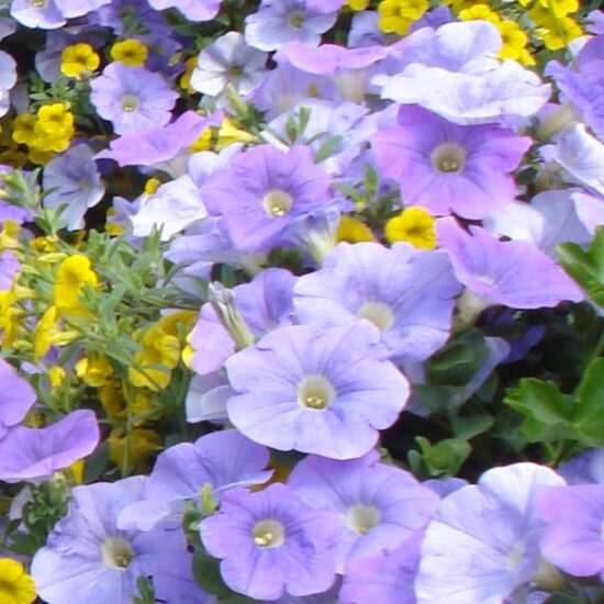 History Delaney's Landscape Center