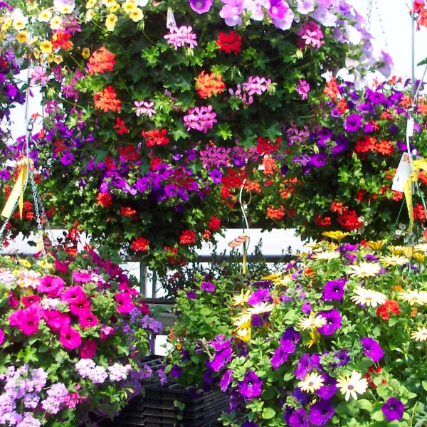 Greenhouse Delaney's Landscape Center