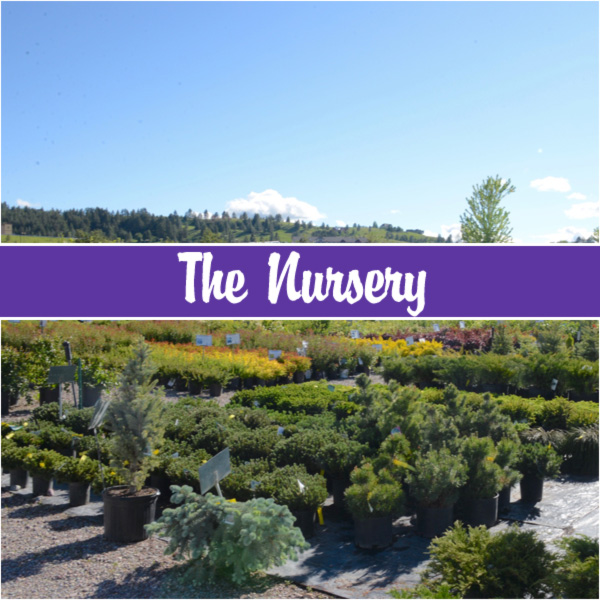 Services Delaney's Landscape Center